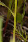 Seaside brookweed <BR>Water pimpernel